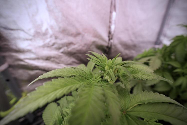 LSD Zamnesia Trippping. Week 6 - LSD 12/12 From seed