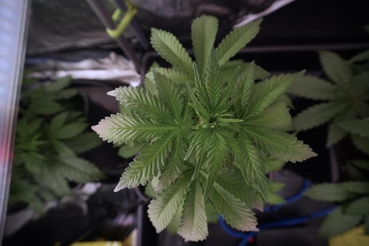 LSD Zamnesia Trippping. Week 6 - LSD 12/12 From seed