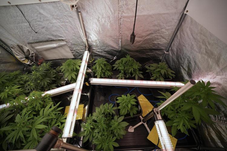 LSD Zamnesia Trippping. Week 6 - Room 