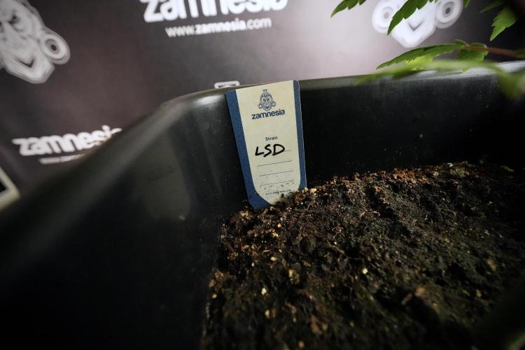 LSD Zamnesia Trippping. Week 6 - LSD 12/12 From seed