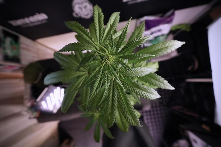 LSD Zamnesia Trippping. Week 6 - LSD 12/12 From seed