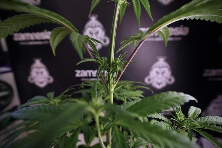 LSD Zamnesia Trippping. Week 6 - LSD 12/12 From seed