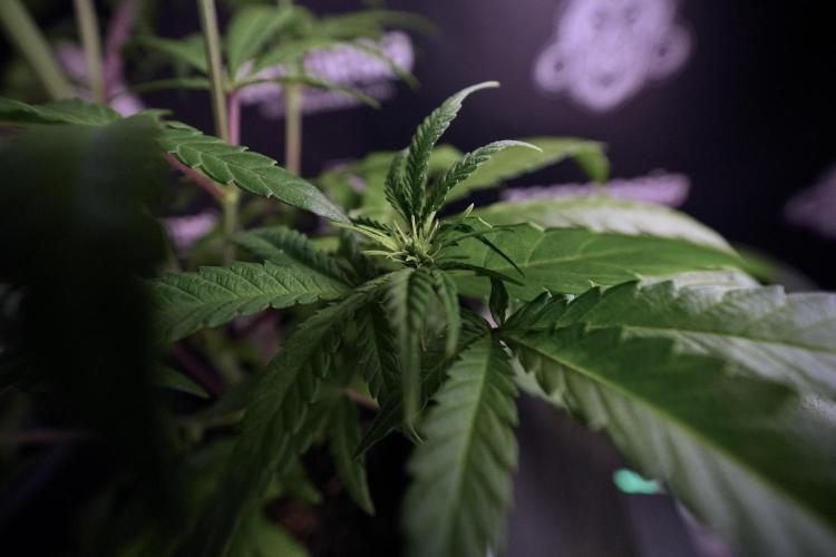 LSD Zamnesia Trippping. Week 6 - LSD 12/12 From seed