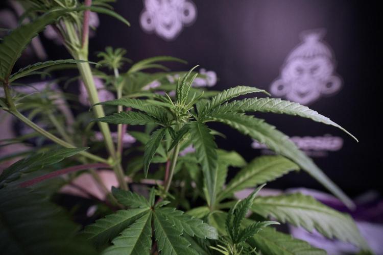 LSD Zamnesia Trippping. Week 6 - LSD 12/12 From seed