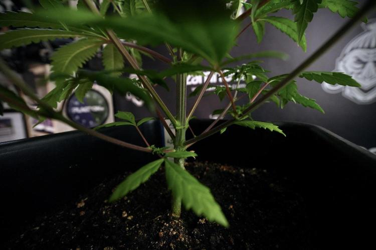 LSD Zamnesia Trippping. Week 6 - LSD 12/12 From seed