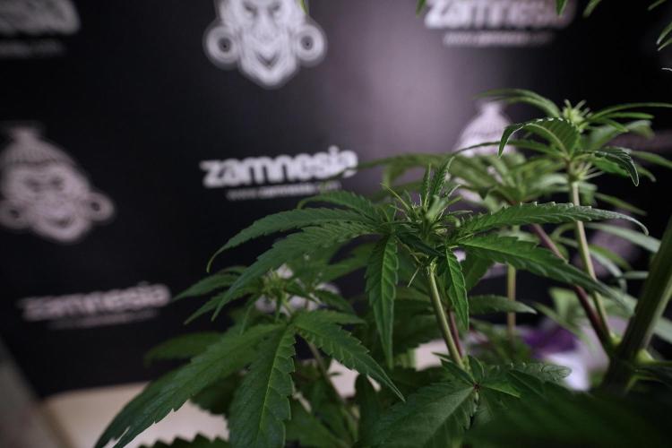 LSD Zamnesia Trippping. Week 6 - LSD 12/12 From seed