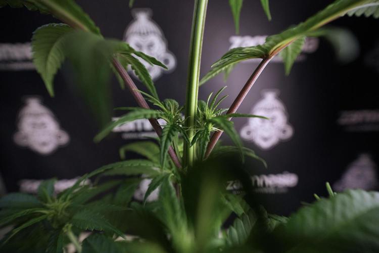 LSD Zamnesia Trippping. Week 6 - LSD 12/12 From seed