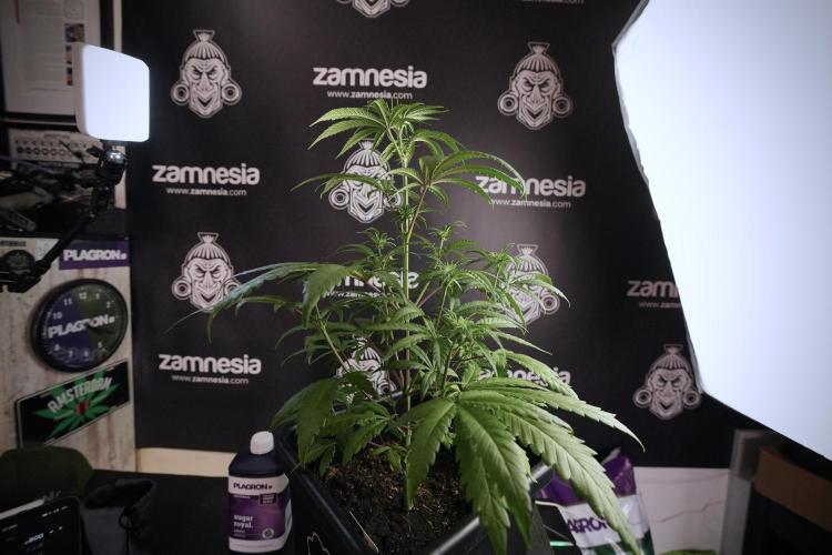 LSD Zamnesia Trippping. Week 6 - LSD 12/12 From seed