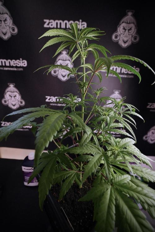 LSD Zamnesia Trippping. Week 6 - LSD 12/12 From seed