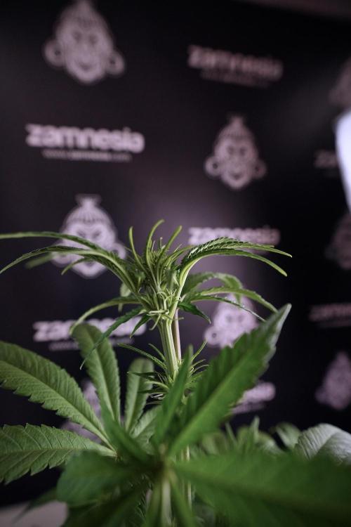 LSD Zamnesia Trippping. Week 6 - LSD 12/12 From seed