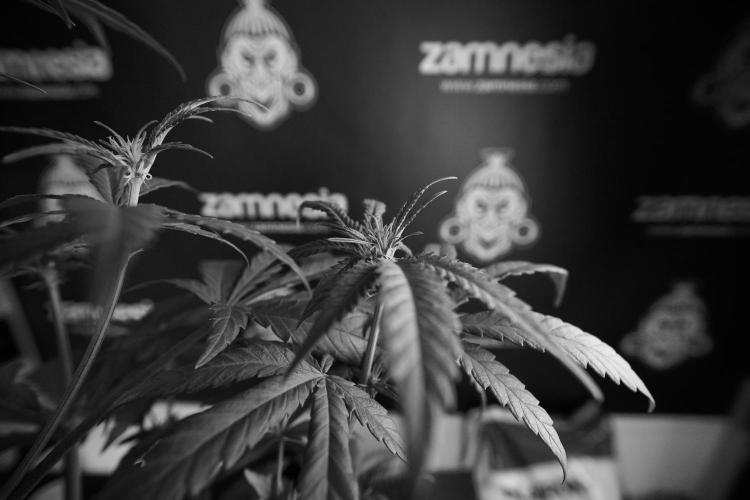 LSD Zamnesia Trippping. Week 6 - LSD 12/12 From seed