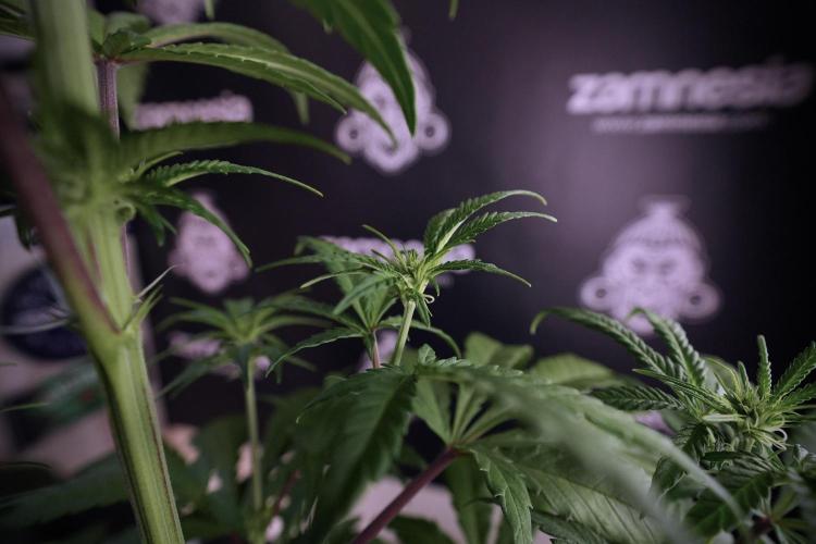 LSD Zamnesia Trippping. Week 6 - LSD 12/12 From seed