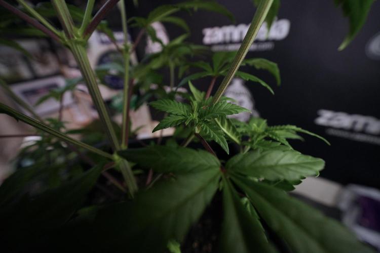 LSD Zamnesia Trippping. Week 6 - LSD 12/12 From seed