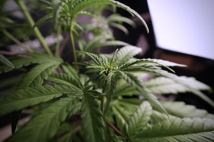 LSD Zamnesia Trippping. Week 6 - LSD 12/12 From seed