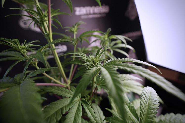 LSD Zamnesia Trippping. Week 6 - LSD 12/12 From seed