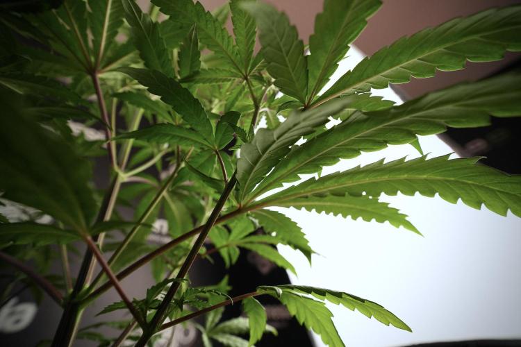 LSD Zamnesia Trippping. Week 6 - LSD 12/12 From seed