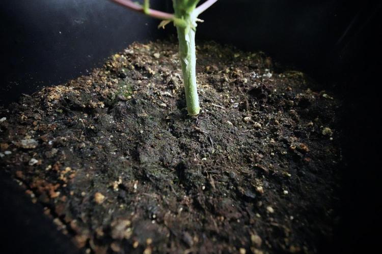 LSD Zamnesia Trippping. Week 6 - LSD 12/12 From seed