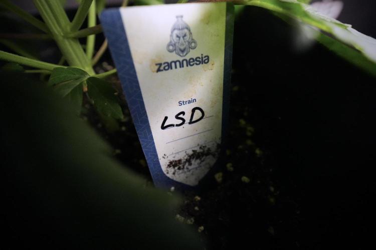 LSD Zamnesia Trippping. Week 6 - LSD 12/12 From seed