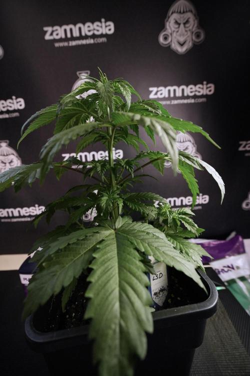 LSD Zamnesia Trippping. Week 6 - LSD 12/12 From seed