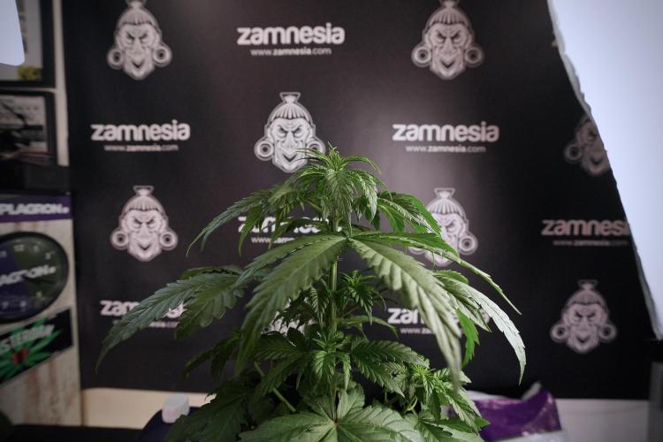 LSD Zamnesia Trippping. Week 6 - LSD 12/12 From seed