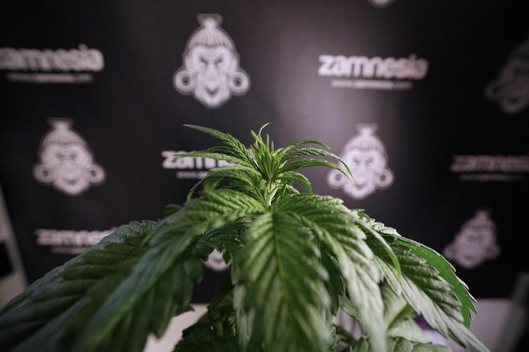 LSD Zamnesia Trippping. Week 6 - LSD 12/12 From seed