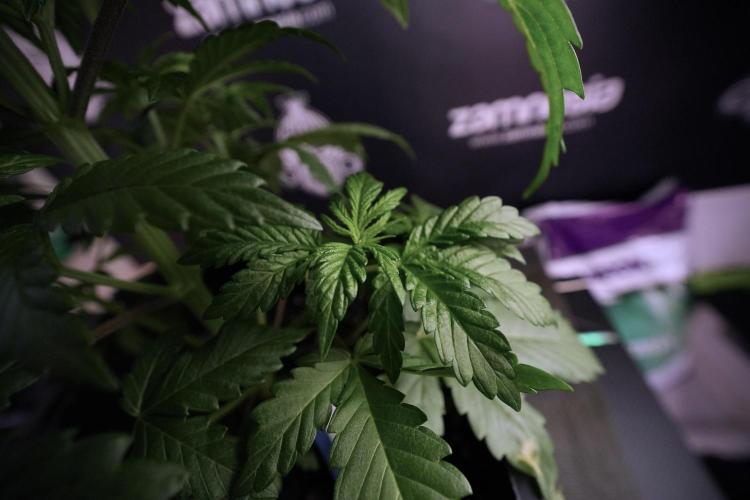 LSD Zamnesia Trippping. Week 6 - LSD 12/12 From seed