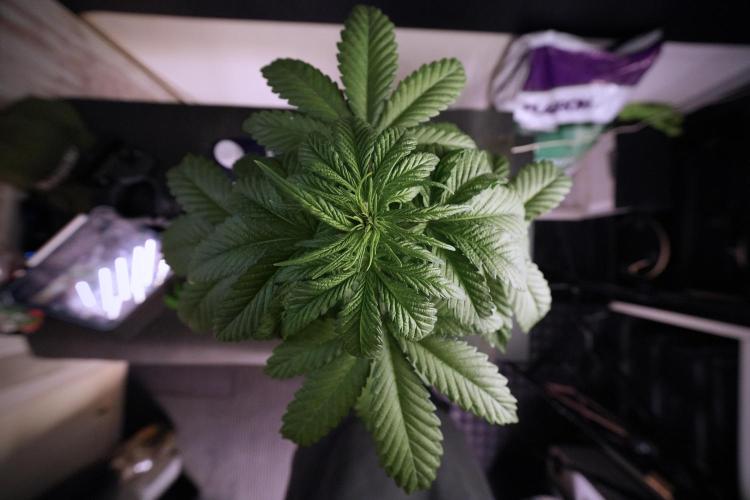 LSD Zamnesia Trippping. Week 6 - LSD 12/12 From seed