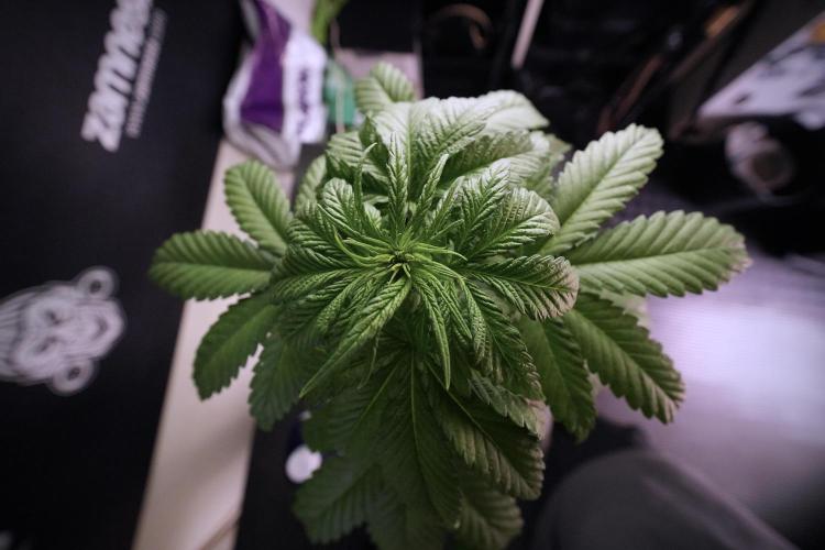 LSD Zamnesia Trippping. Week 6 - LSD 12/12 From seed