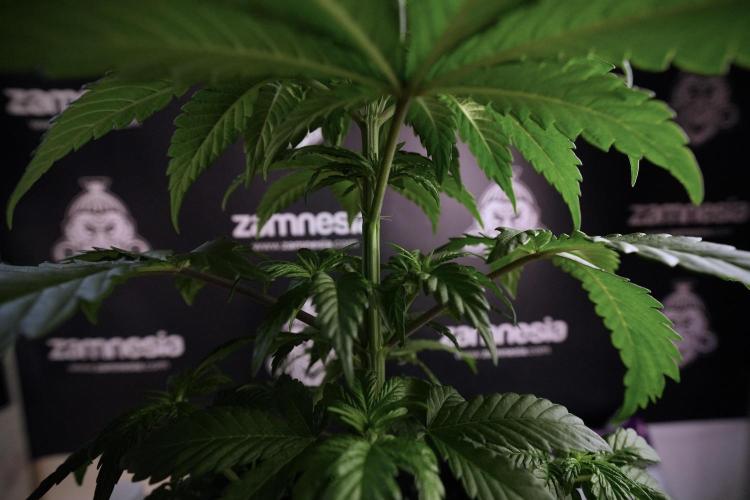 LSD Zamnesia Trippping. Week 6 - LSD 12/12 From seed