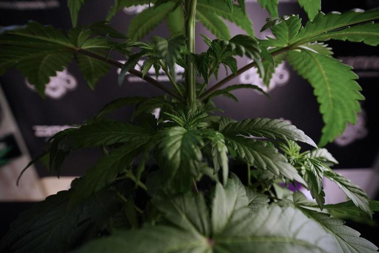 LSD Zamnesia Trippping. Week 6 - LSD 12/12 From seed