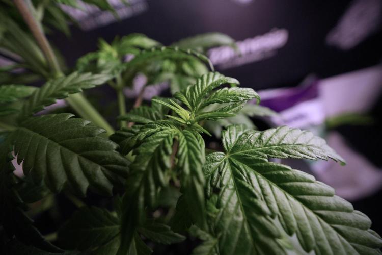 LSD Zamnesia Trippping. Week 6 - LSD 12/12 From seed