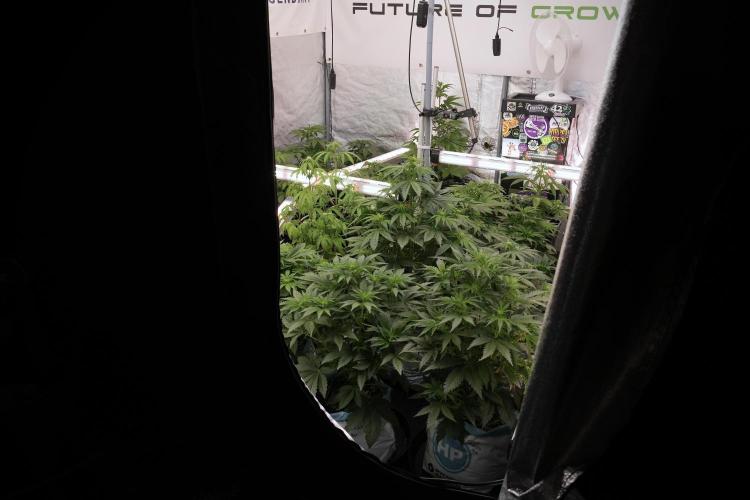 LSD Zamnesia Trippping. Week 6 - Room 