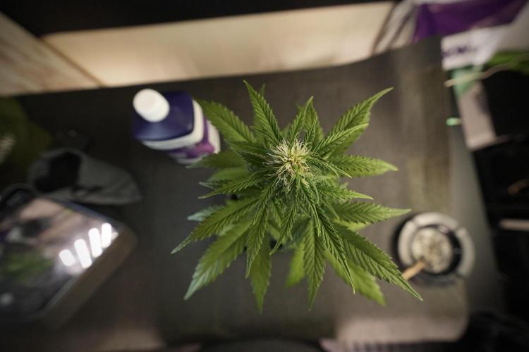 LSD Zamnesia Trippping. Week 6 - LSD 12/12 From seed