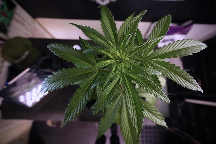 LSD Zamnesia Trippping. Week 6 - LSD 12/12 From seed