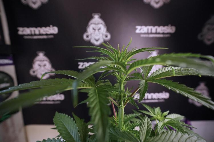 LSD Zamnesia Trippping. Week 6 - LSD 12/12 From seed