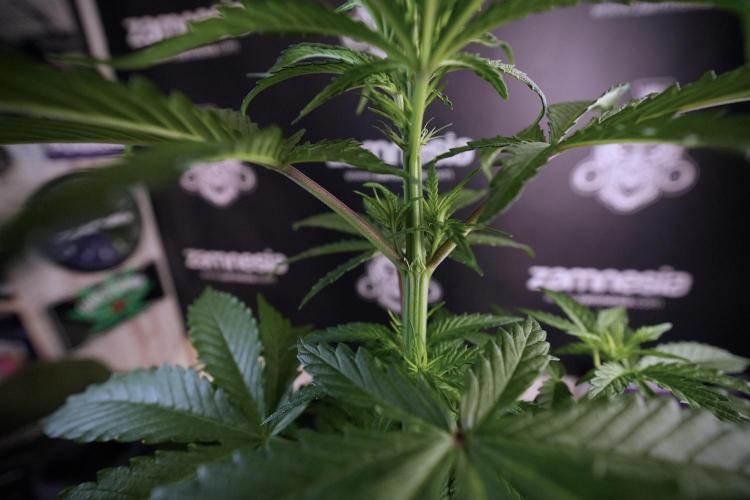 LSD Zamnesia Trippping. Week 6 - LSD 12/12 From seed