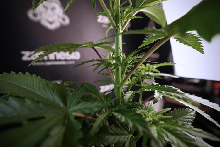 LSD Zamnesia Trippping. Week 6 - LSD 12/12 From seed