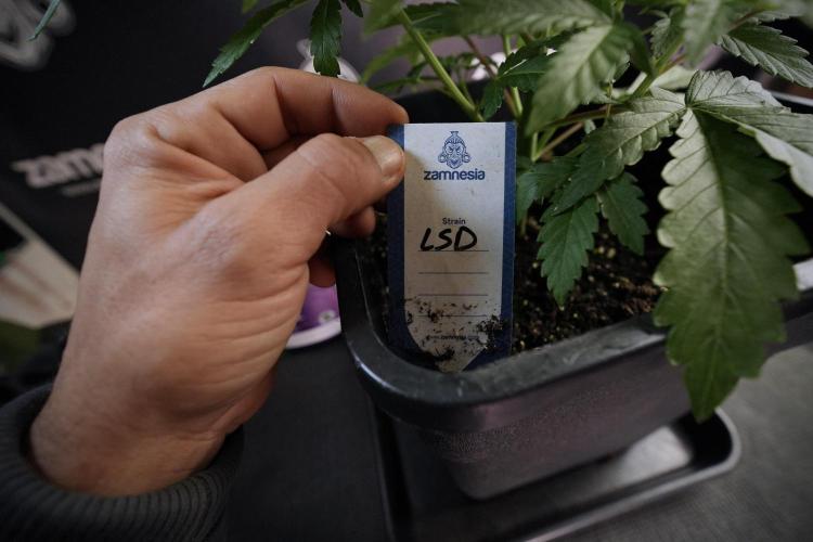 LSD Zamnesia Trippping. Week 6 - LSD 12/12 From seed