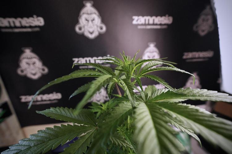 LSD Zamnesia Trippping. Week 6 - LSD 12/12 From seed