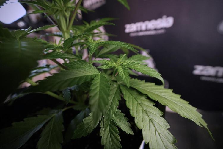 LSD Zamnesia Trippping. Week 6 - LSD 12/12 From seed