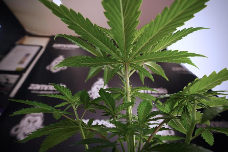 LSD Zamnesia Trippping. Week 6 - LSD 12/12 From seed