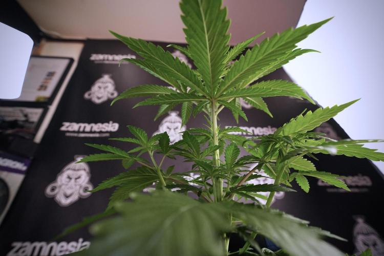 LSD Zamnesia Trippping. Week 6 - LSD 12/12 From seed