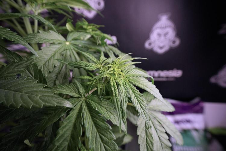 Lemon Cherry Gelato YumYum. Week 6 - Lemon Cherry Gelato 12/12 from seed