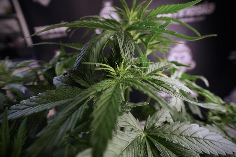 Lemon Cherry Gelato YumYum. Week 6 - Lemon Cherry Gelato 12/12 from seed