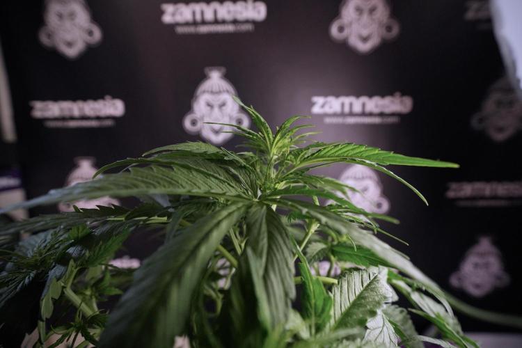 Lemon Cherry Gelato YumYum. Week 6 - Lemon Cherry Gelato 12/12 from seed