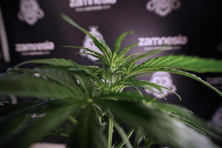 Lemon Cherry Gelato YumYum. Week 6 - Lemon Cherry Gelato 12/12 from seed