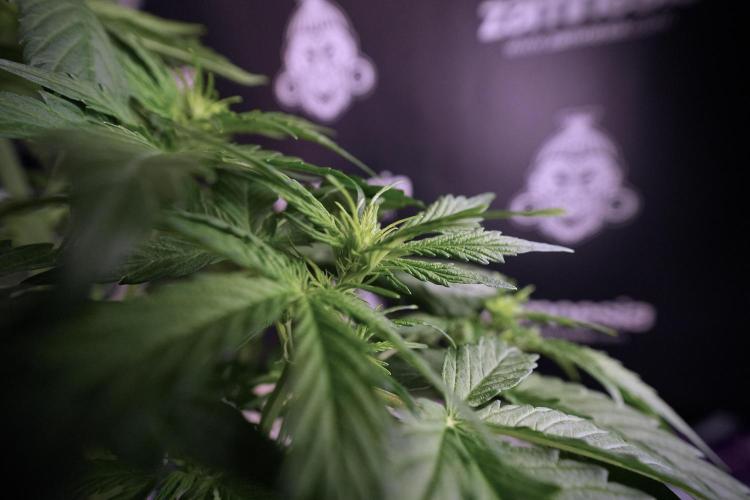 Lemon Cherry Gelato YumYum. Week 6 - Lemon Cherry Gelato 12/12 from seed