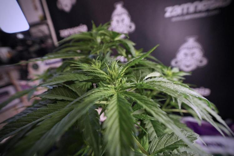 Lemon Cherry Gelato YumYum. Week 6 - Lemon Cherry Gelato 12/12 from seed