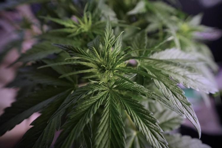 Lemon Cherry Gelato YumYum. Week 6 - Lemon Cherry Gelato 12/12 from seed