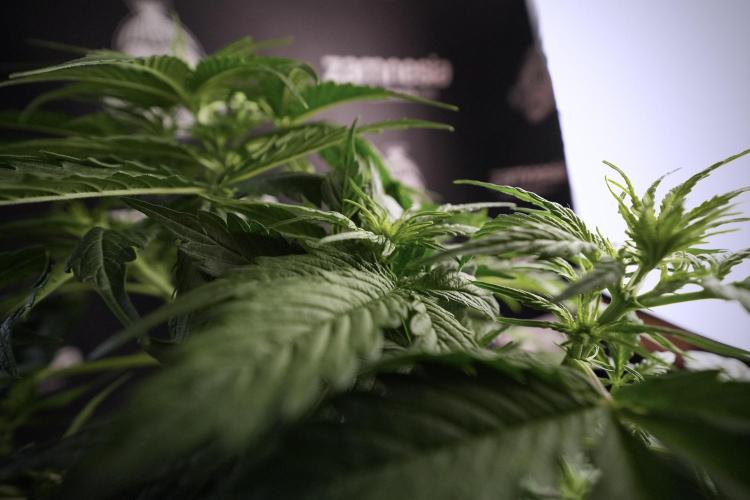 Lemon Cherry Gelato YumYum. Week 6 - Lemon Cherry Gelato 12/12 from seed